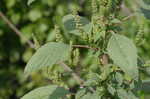 Smooth amaranth <BR>Smooth pigweed